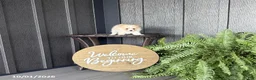 Pomeranian dogs for sale: Sari - Ad 5