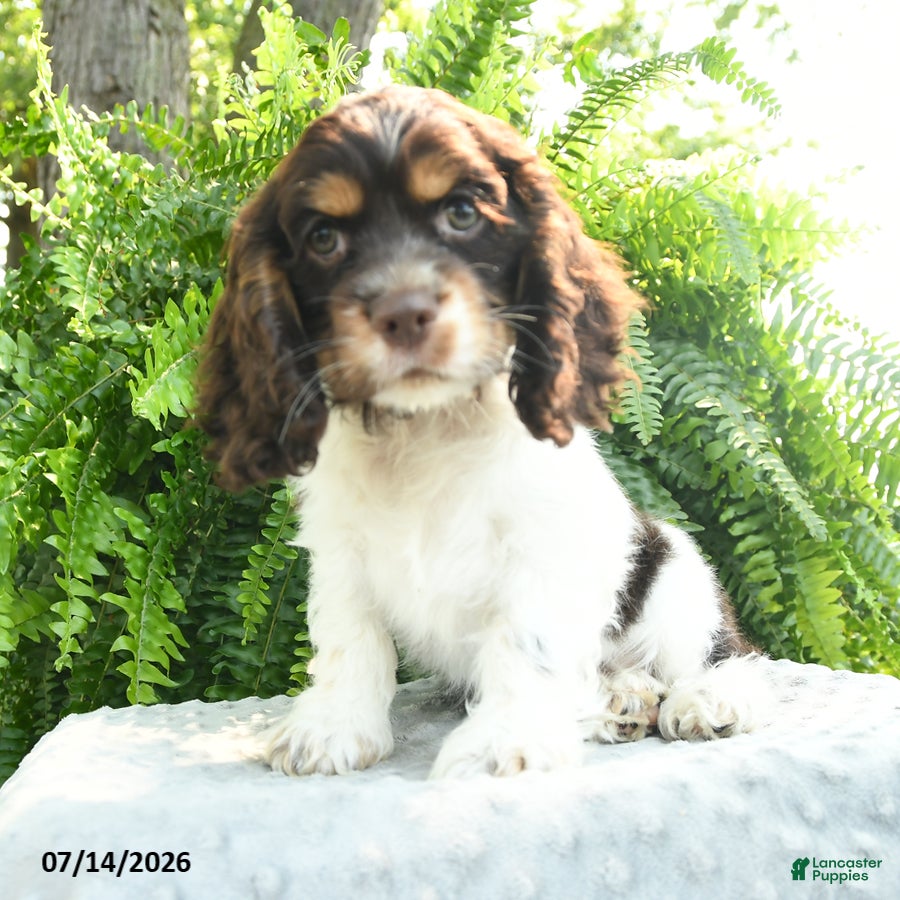 English Cocker Spaniel dogs Sonny - Ad 2