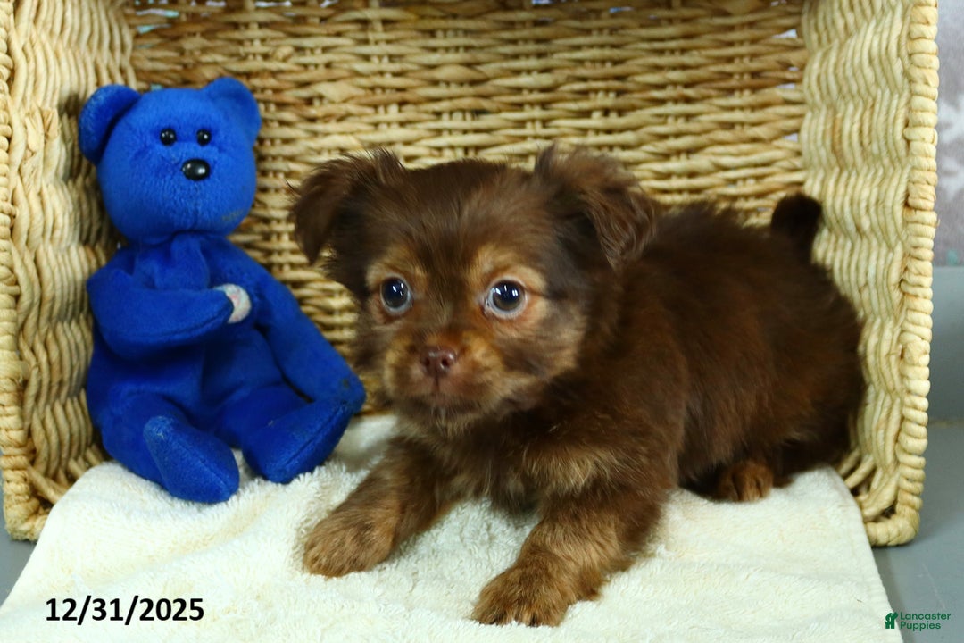 Shorkie dogs for sale: Mindy - Ad 4