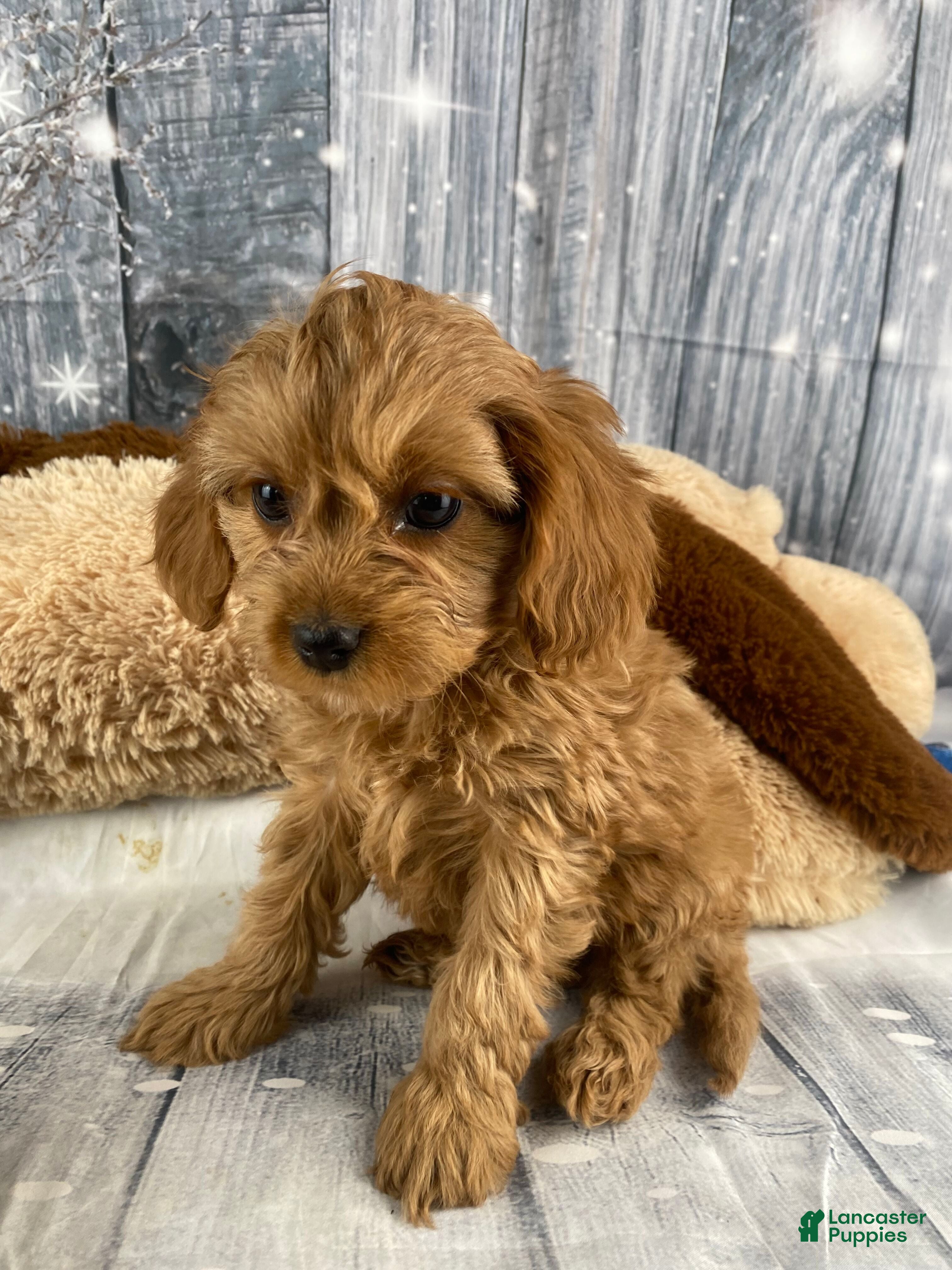 Cavapoo dogs Mabel - Ad 5