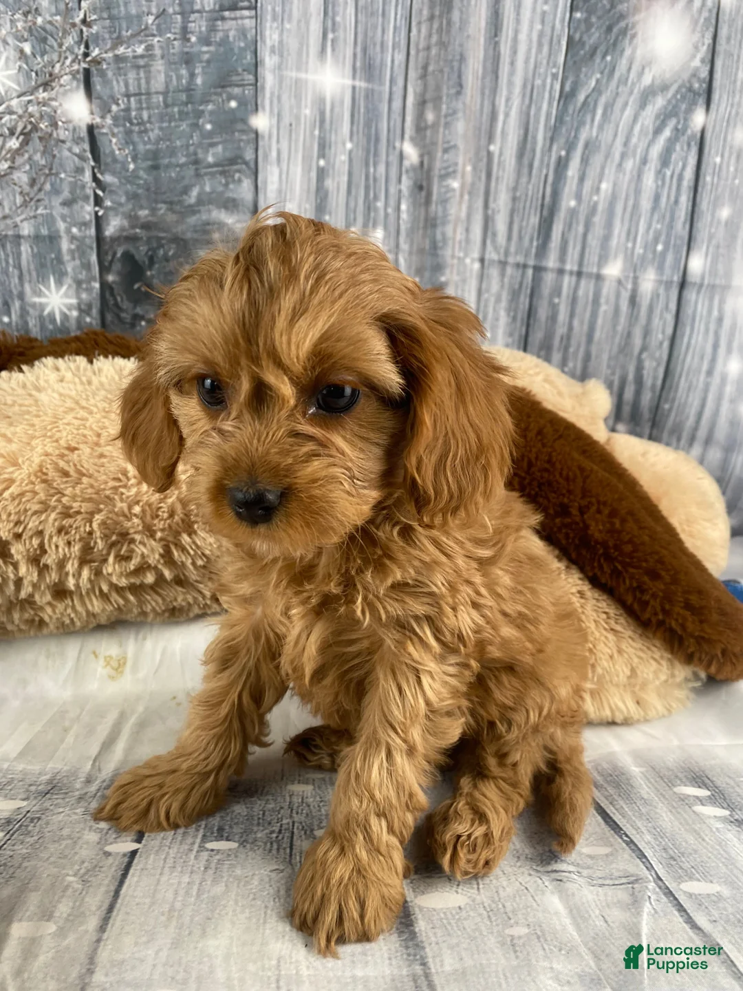 Cavapoo dogs for sale: Mabel - Ad 1