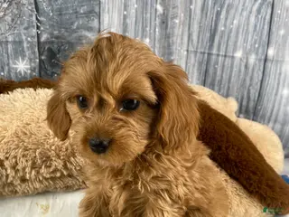 Cavapoo dogs Mabel - Ad 5