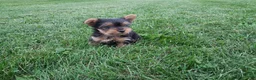 Yorkshire Terrier dogs for sale: Princess  - Ad 1
