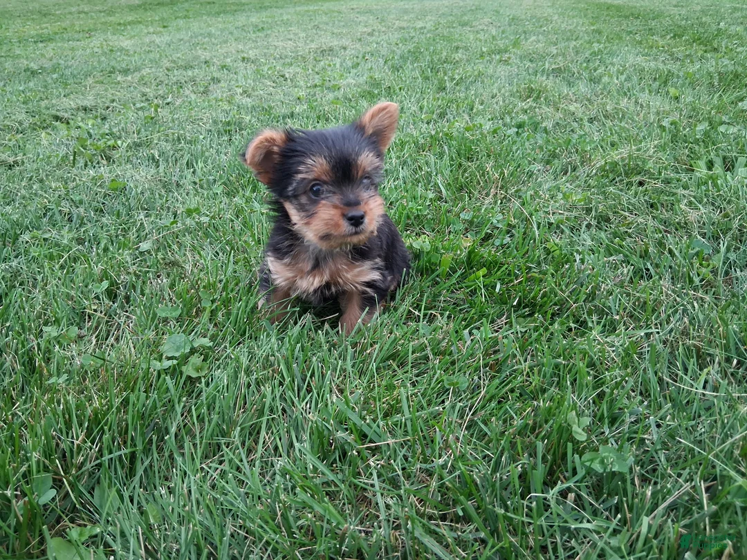 Yorkshire Terrier dogs for sale: Princess  - Ad 1