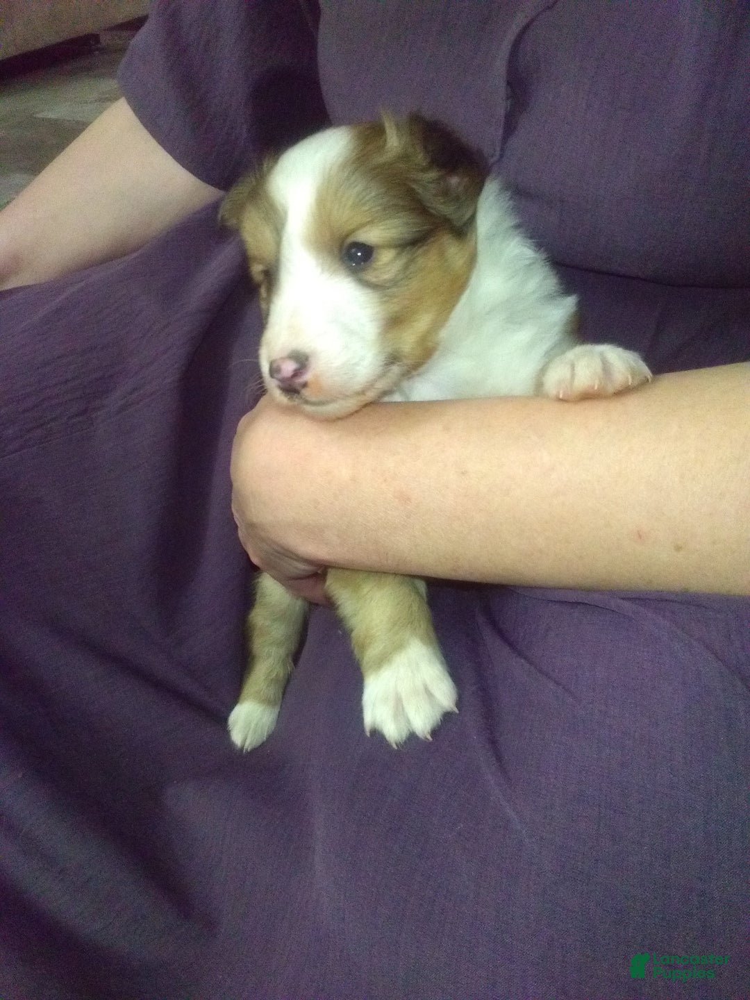 Shetland Sheepdog dogs for sale: Shetland Sheepdog Puppy 1 - Ad 3