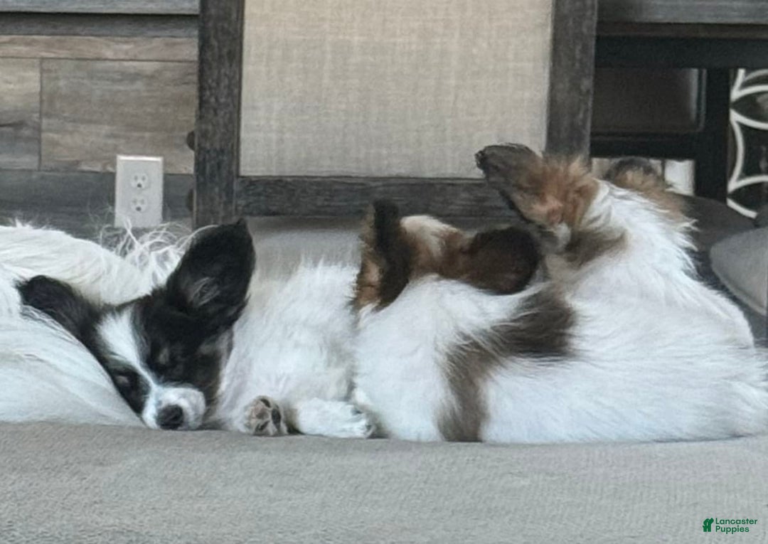 Gallery Image {{count}}