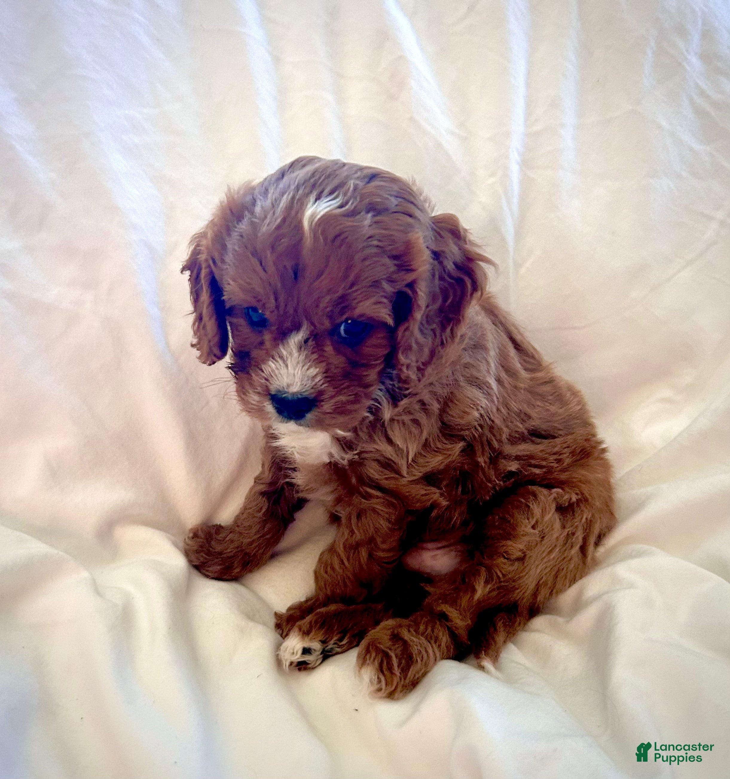 Cavapoo dogs Teddy 💙  - Ad 2