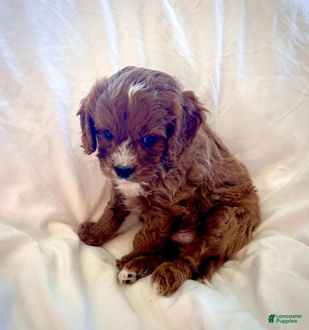 Cavapoo dogs for sale: Teddy 💙  - Ad 2