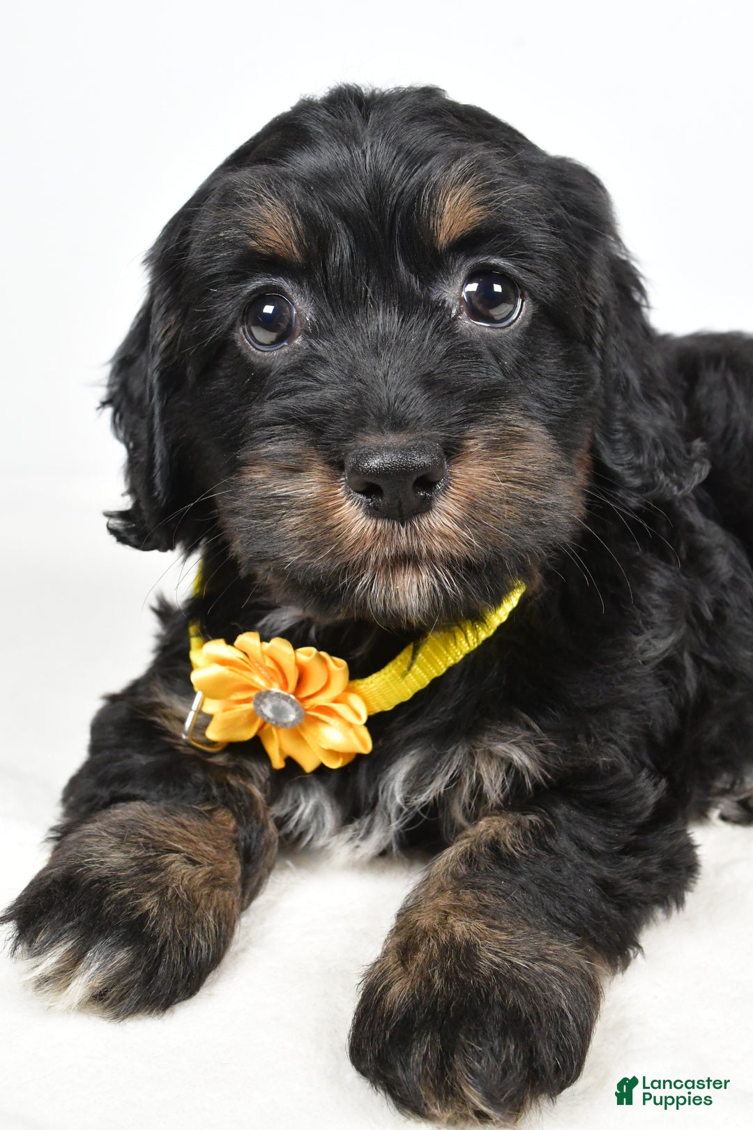 Cockapoo dogs for sale: Cupcake - Ad 4
