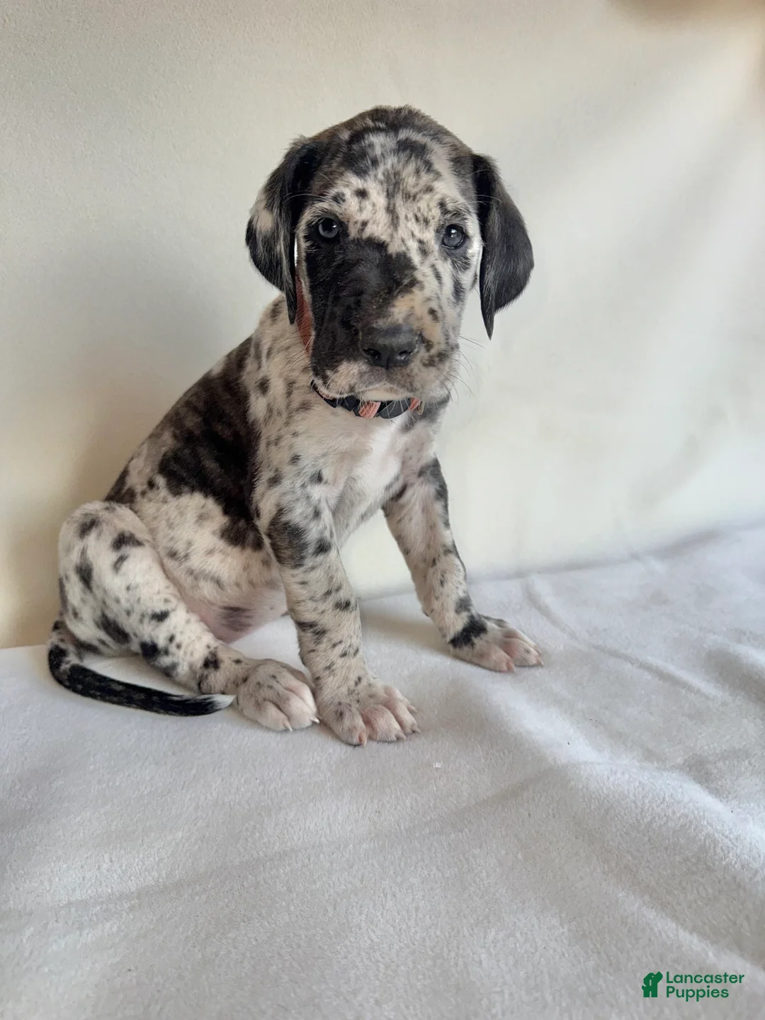 Great Dane dogs for sale: Happy- light pink - Ad 1