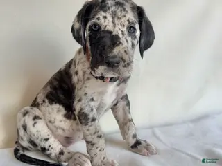Great Dane dogs Happy- light pink - Ad 39