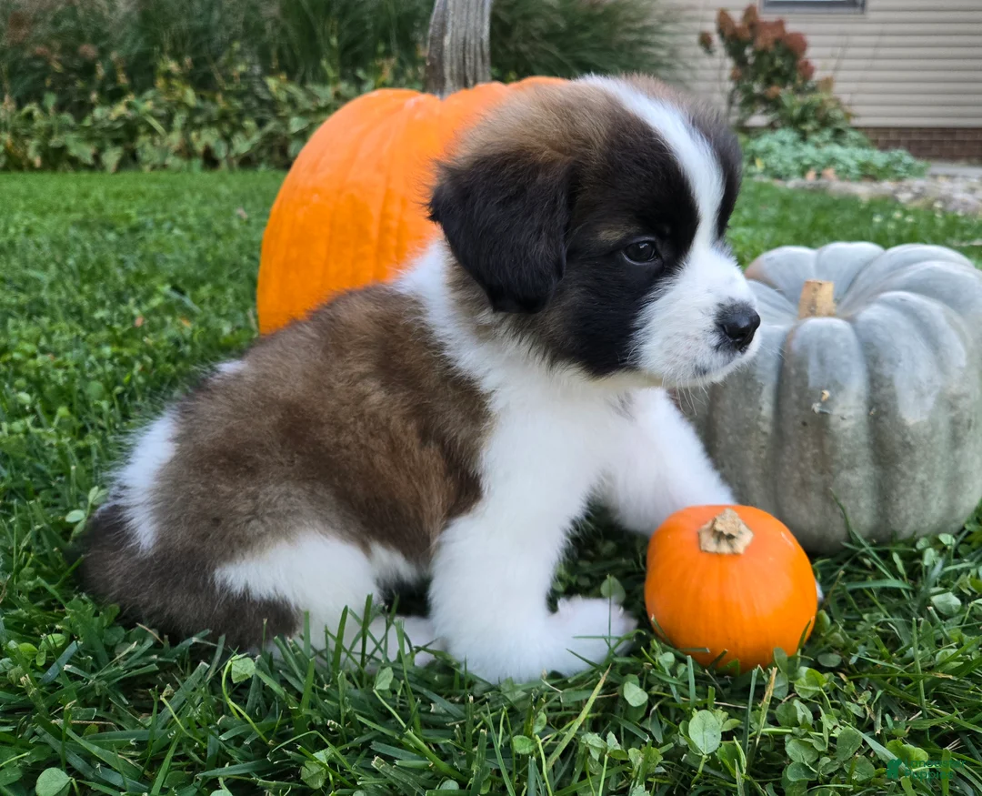 Saint Bernard dogs for sale: Journey - Ad 2
