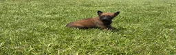 Belgian Malinois dogs for sale: Houston - Ad 7
