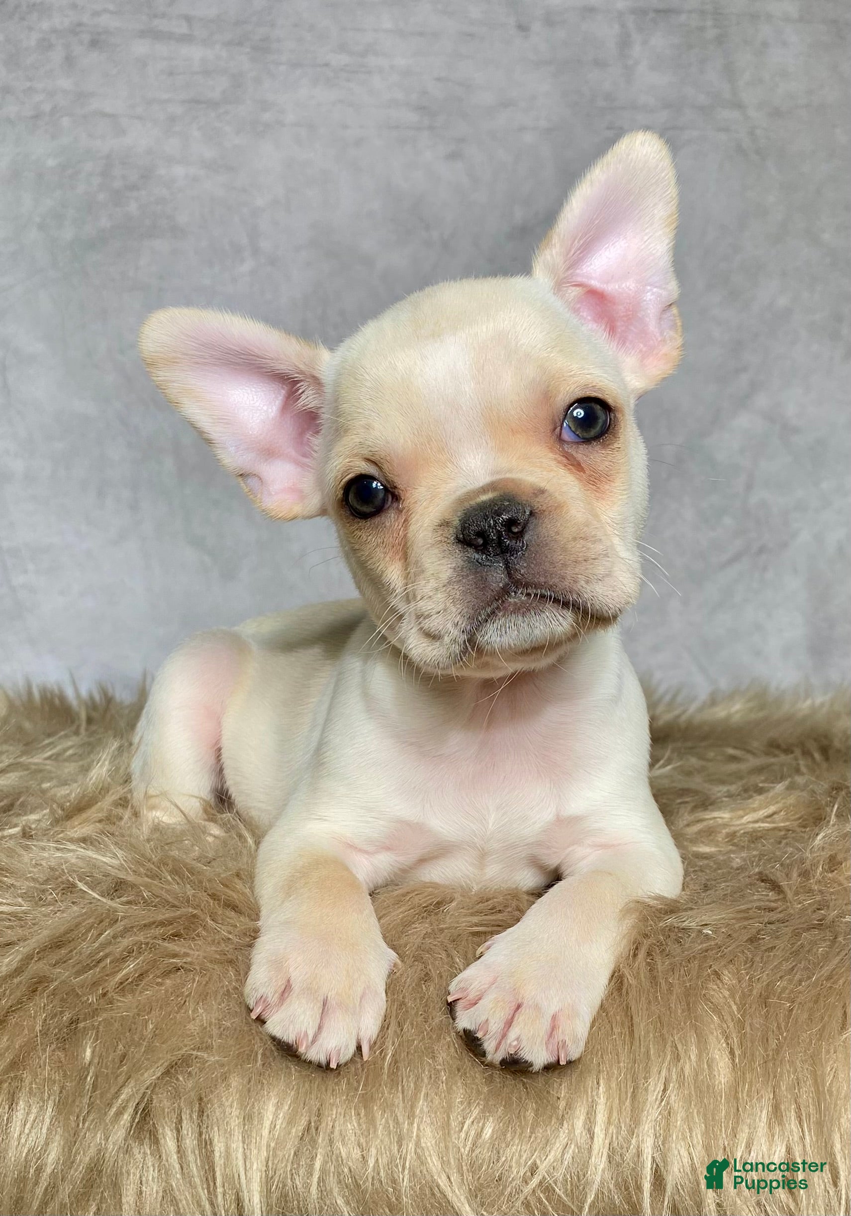 Frenchton dogs Mr. Max  - Ad 1
