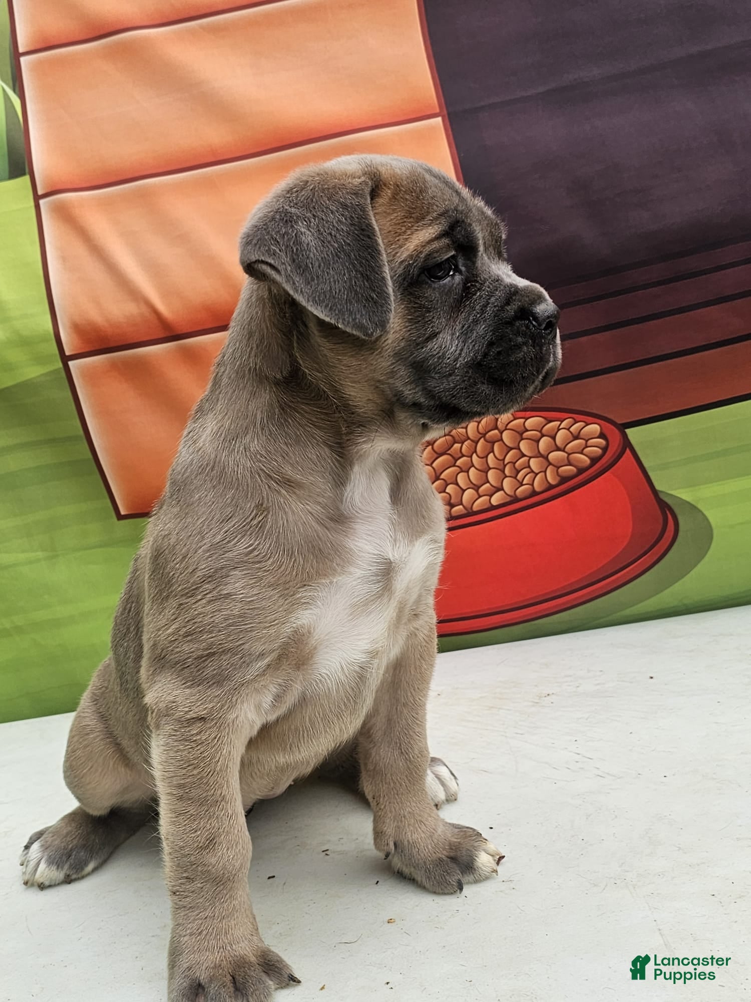 Cane Corso dogs COCO - Ad 2
