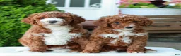 Mini Goldendoodle dogs for sale: Mitchell  - Ad 4