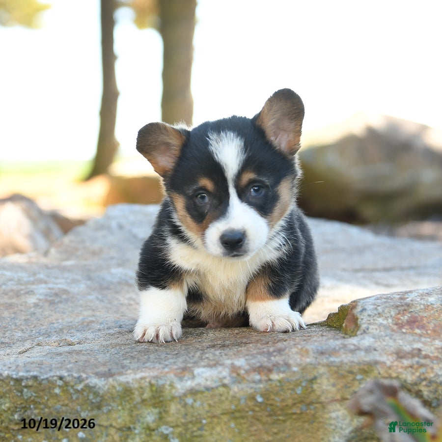 Welsh Corgi Pembroke dogs for sale: Harley - Ad 1