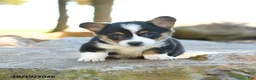 Welsh Corgi Pembroke dogs for sale: Harley - Ad 1