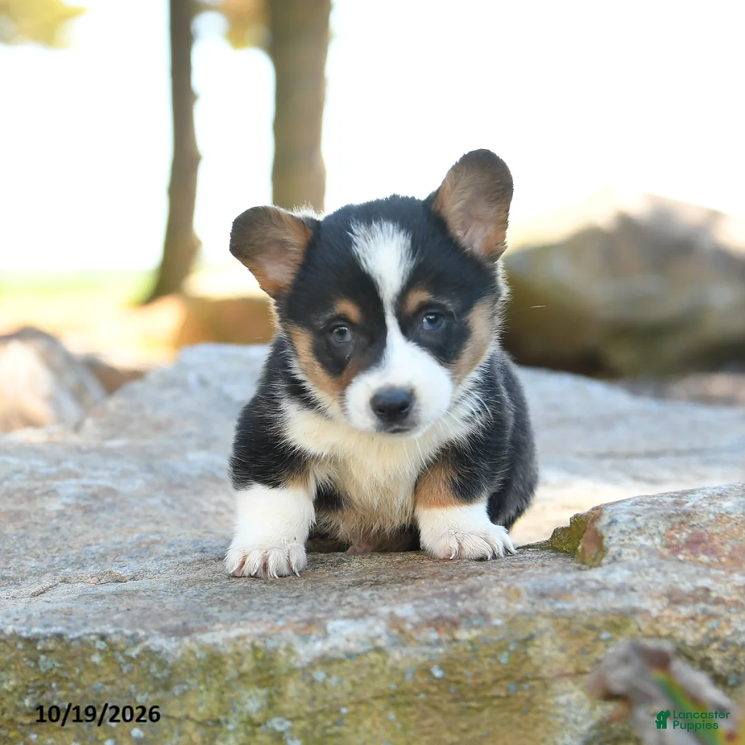 Welsh Corgi Pembroke dogs for sale: Harley - Ad 1