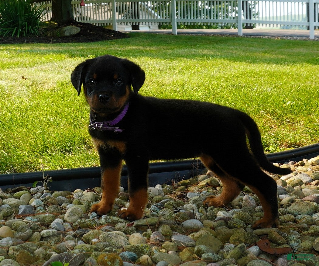 Rottweiler dogs Greta - Ad 1