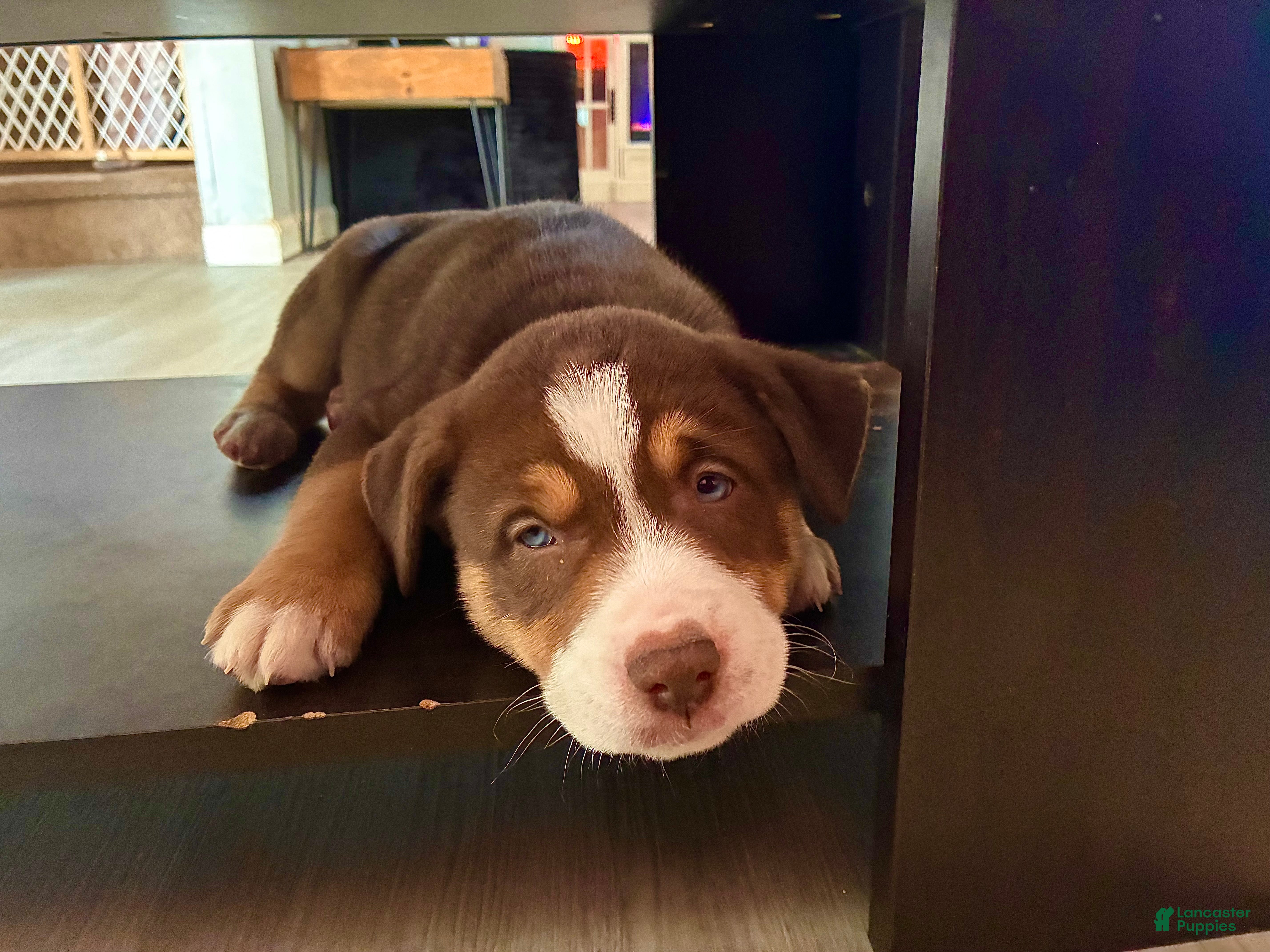 Pitsky dogs Pitsky Puppy 1 - Ad 1