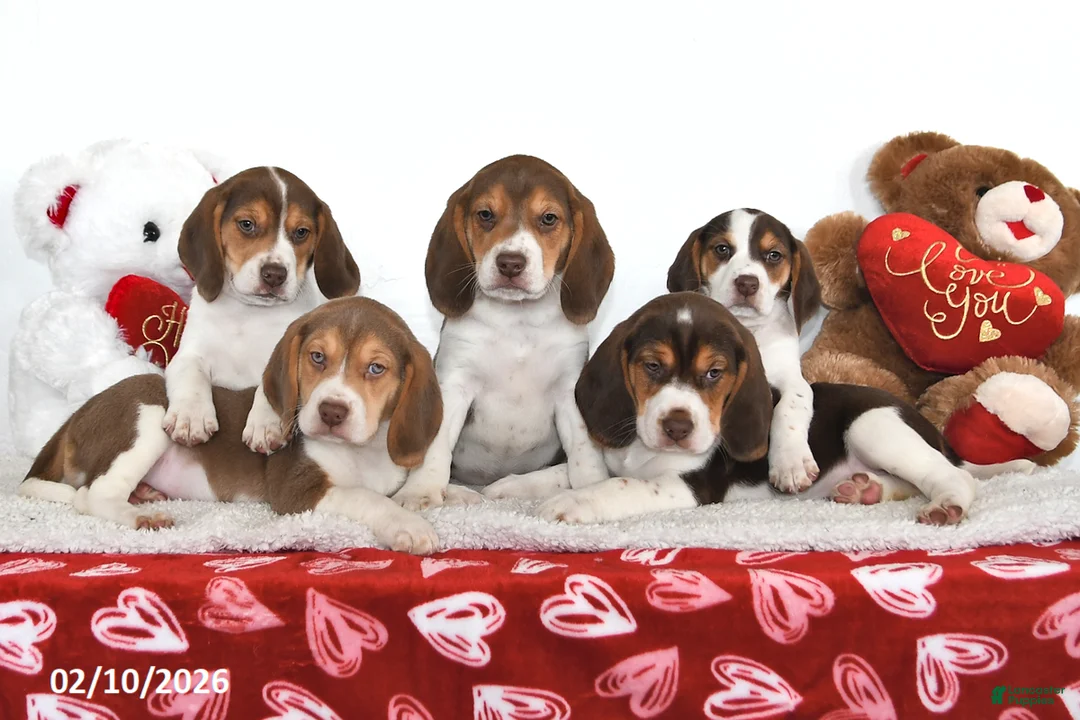 Beagle dogs for sale: Piper - Ad 5