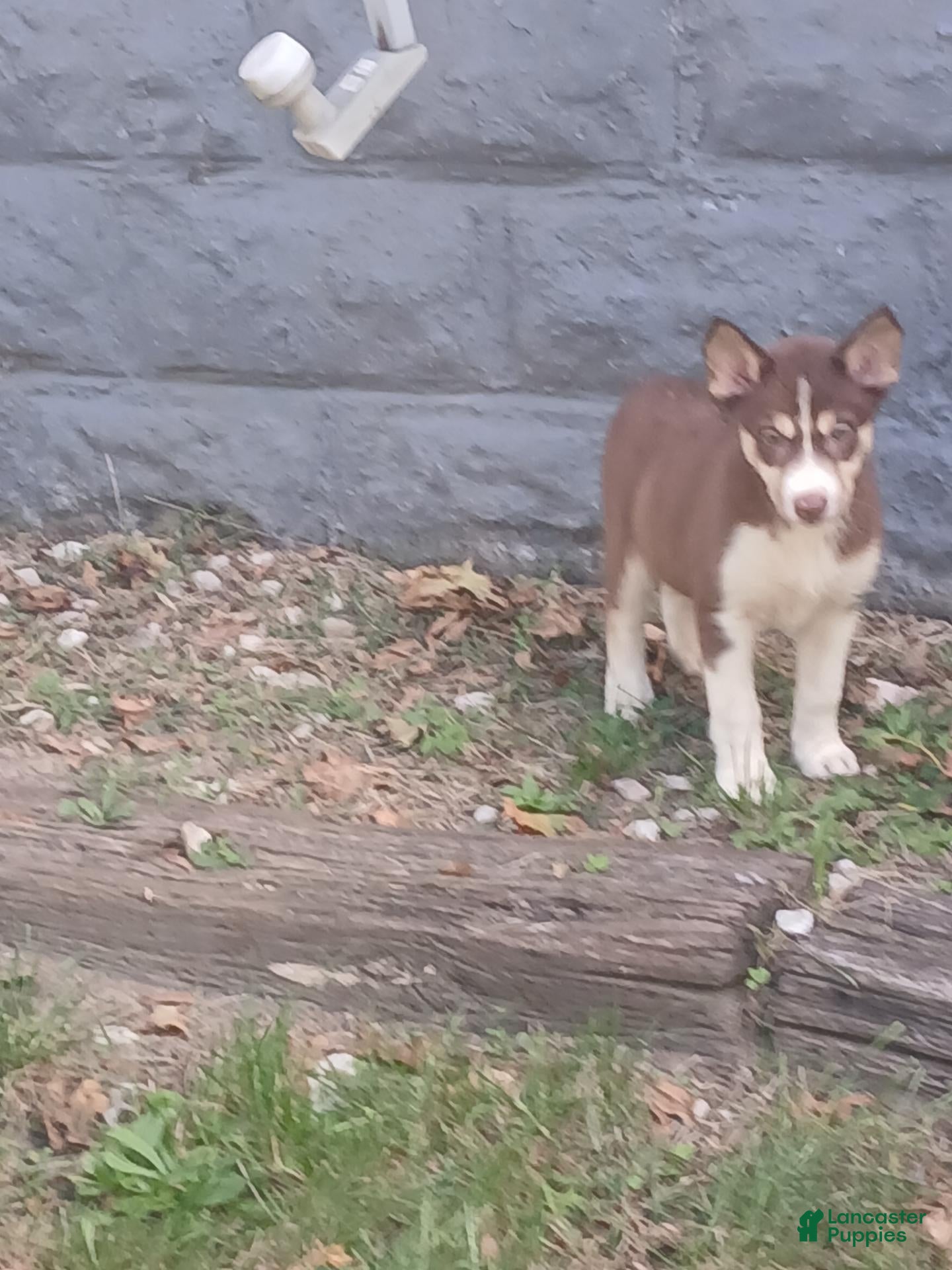Shepsky (Shepsky, Female) in Akron, OH
