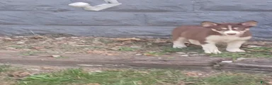Gerberian Shepsky 5