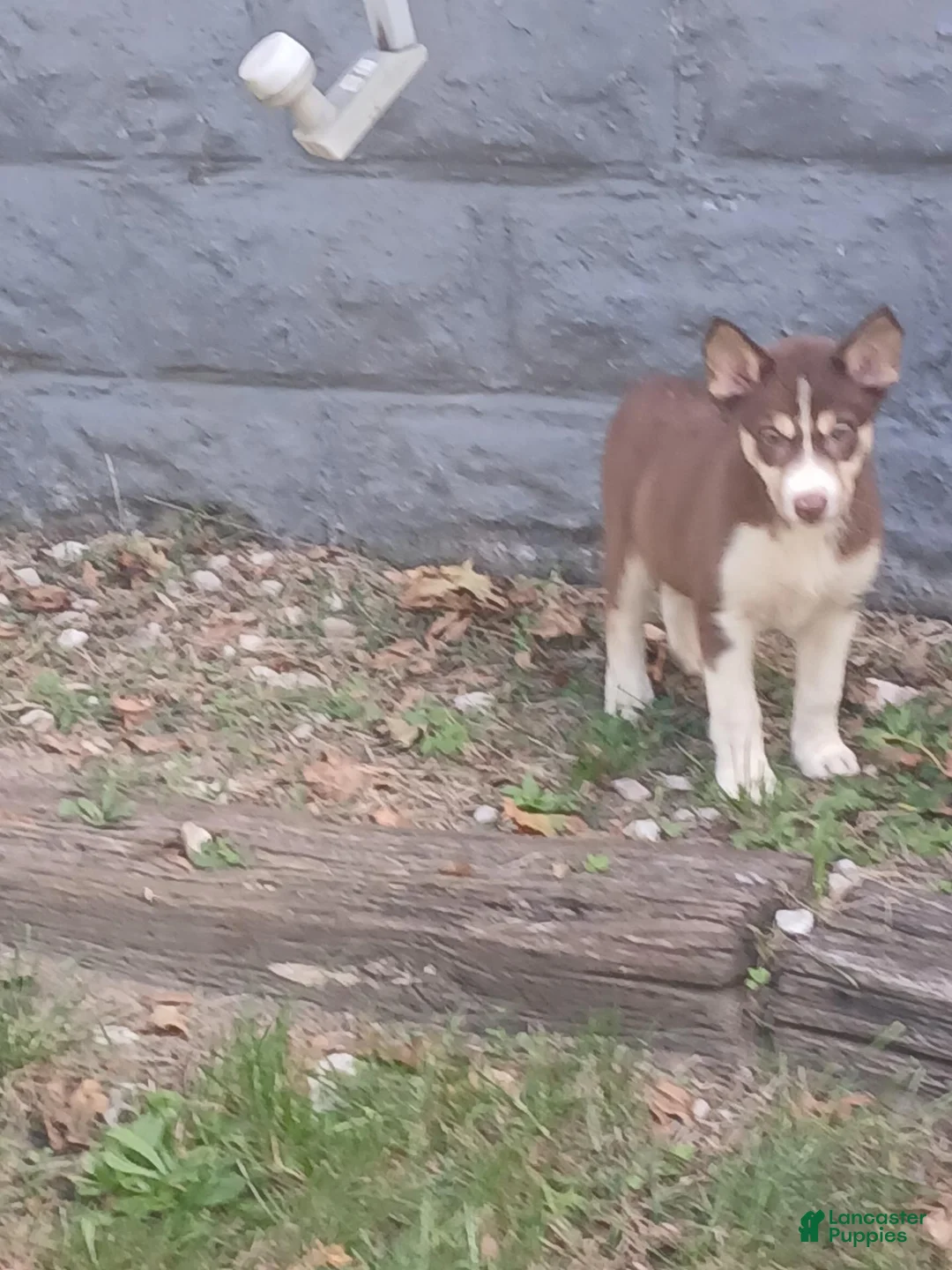 Gerberian Shepsky dogs for sale: Gerberian Shepsky 5 - Ad 1