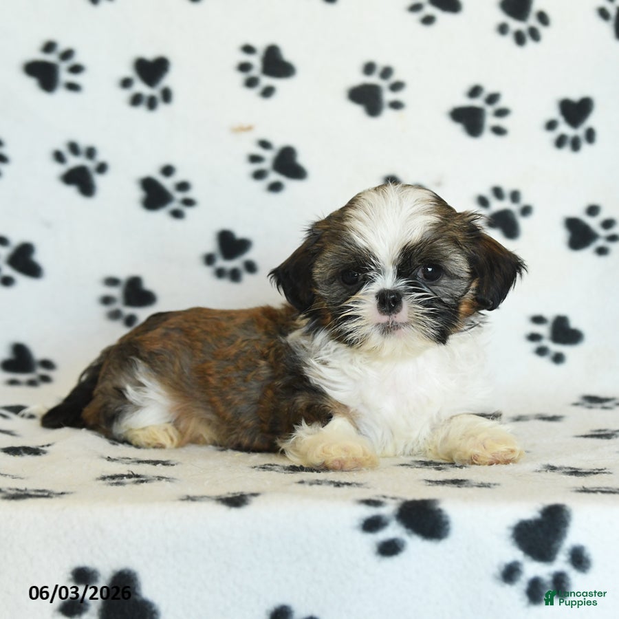 Shih Tzu dogs for sale: Twinkie - Ad 4