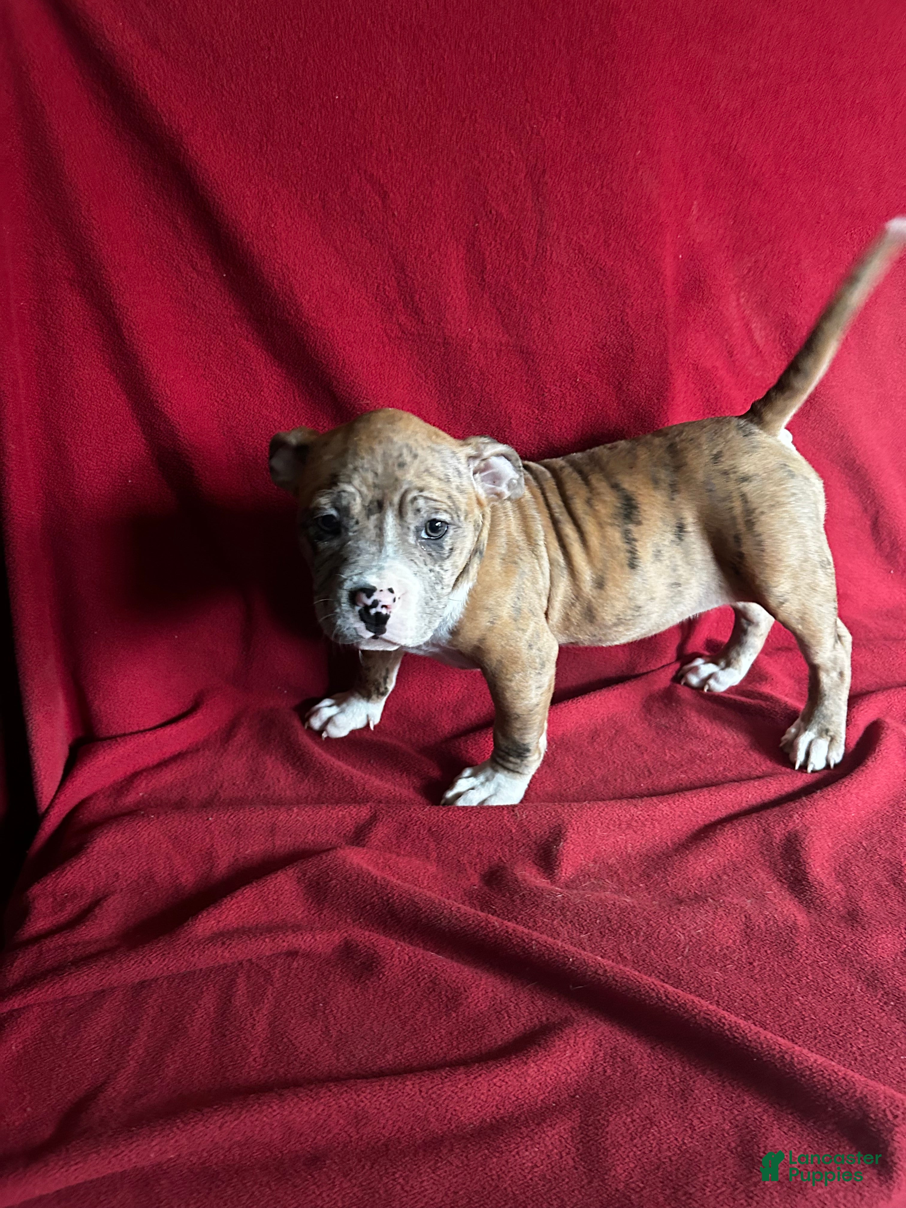 American Bully dogs American Bully Puppy 2 - Ad 1