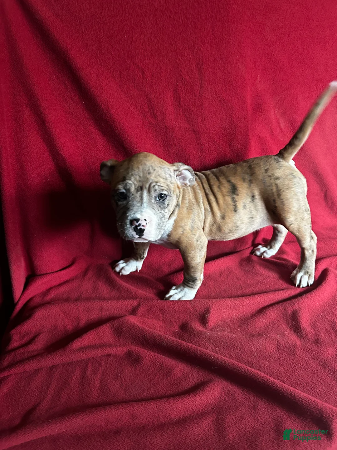 American Bully dogs for sale: American Bully Puppy 2 - Ad 1