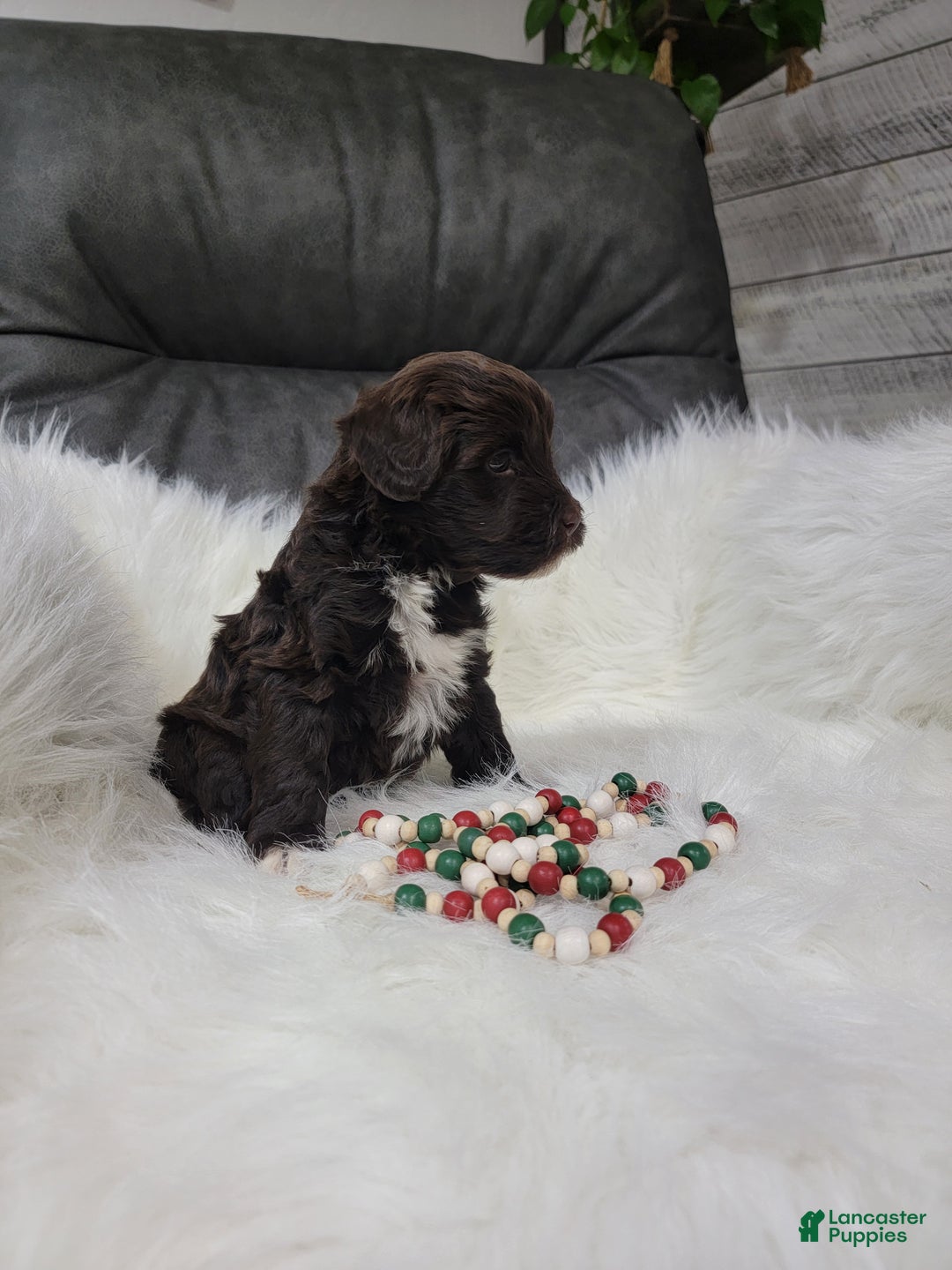 Portuguese Water Dog dogs for sale: Prince - Ad 4