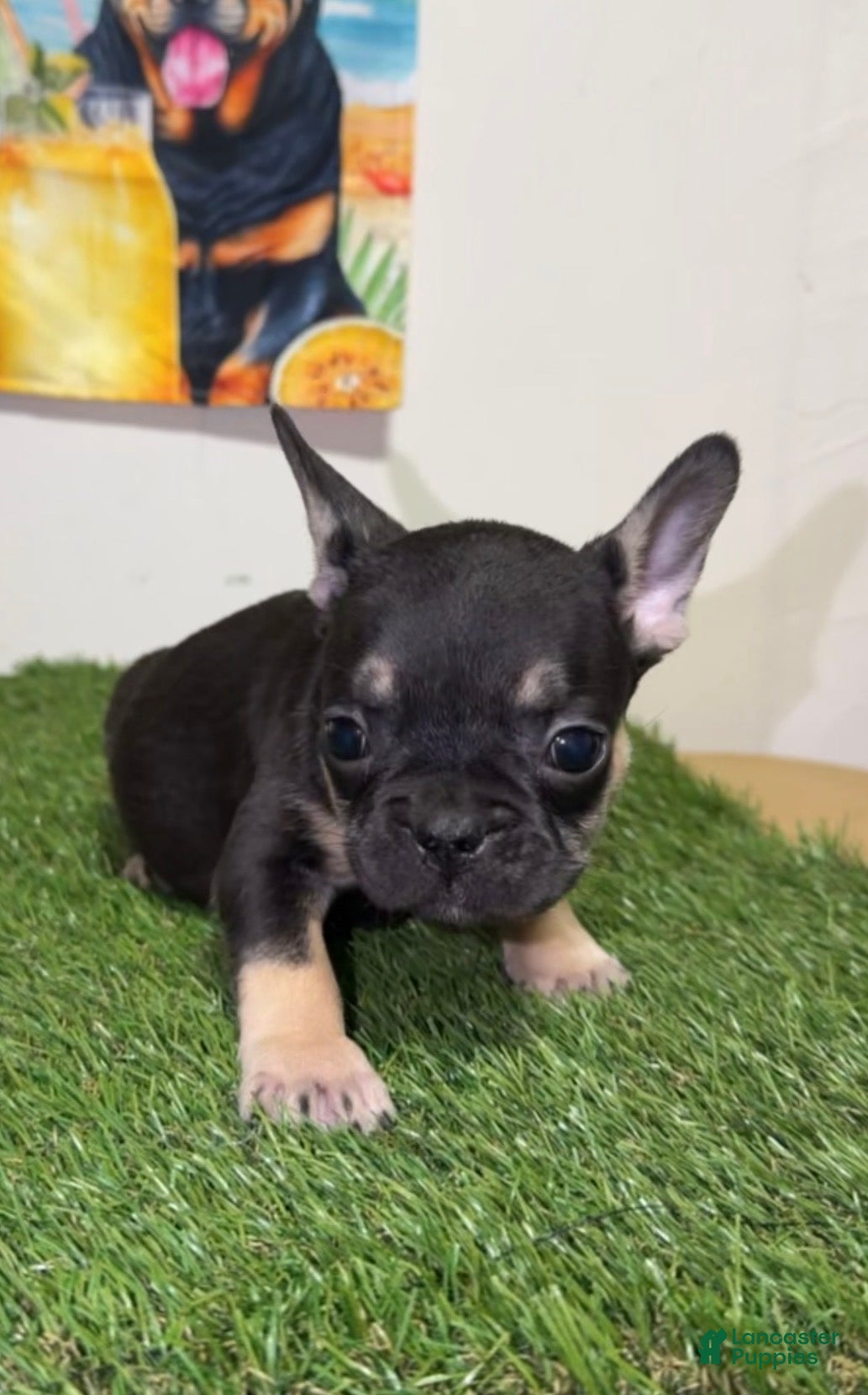 French Bulldog dogs for sale: French Bulldog - Ad 2