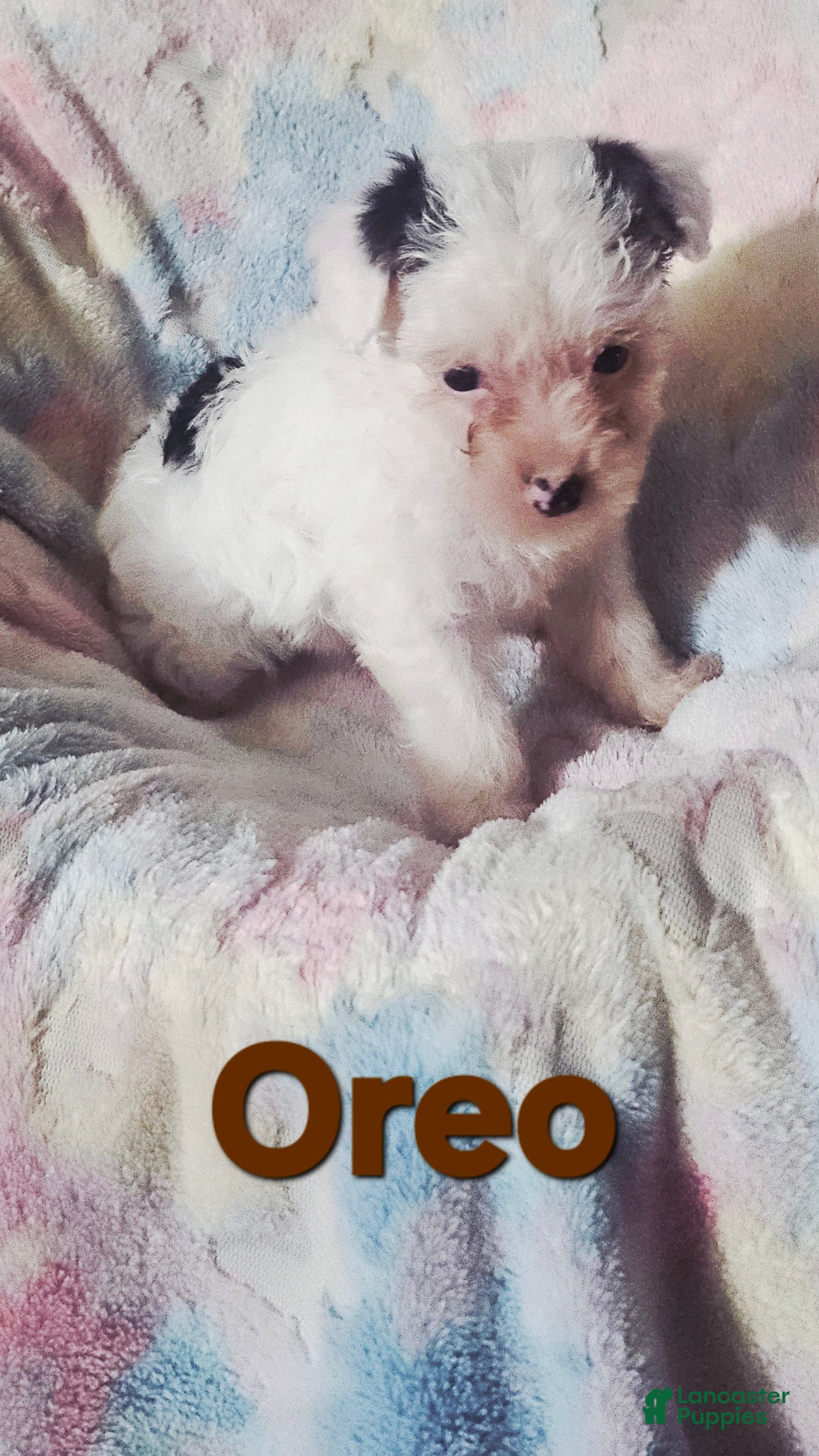 Yorkshire Terrier dogs Oreo - Ad 1