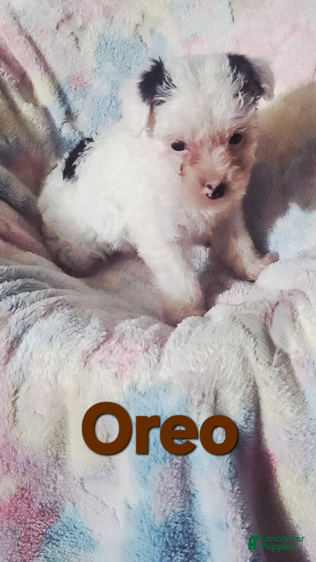 Yorkshire Terrier dogs for sale: Oreo - Ad 1