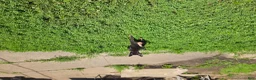 Mixed Breed dogs for sale: Mascot  - Ad 5
