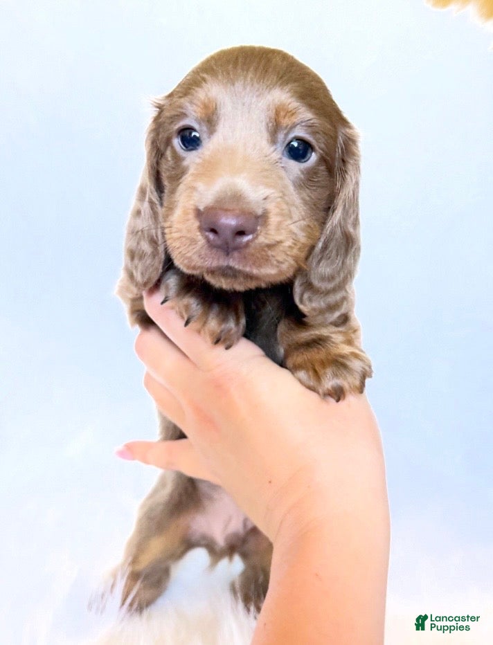 Miniature Dachshund dogs Scottie - Ad 2