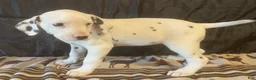Dalmatian dogs for sale: Rosy - Ad 3