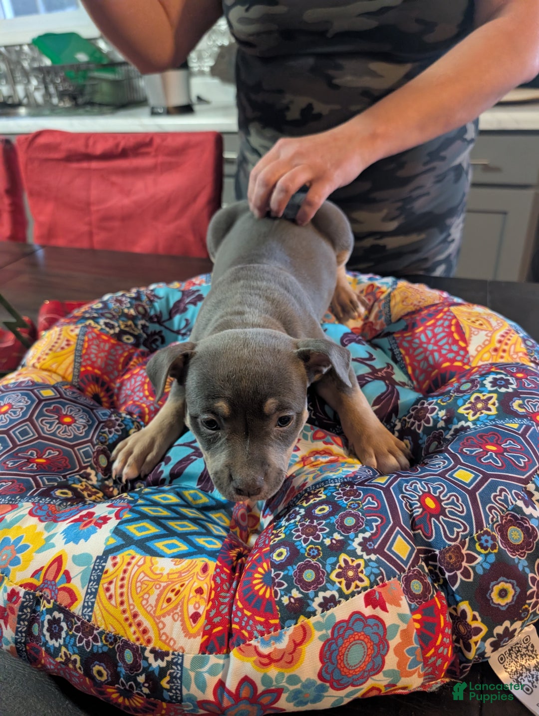 American Bully dogs for sale: Millie  - Ad 1