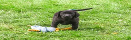 Labrador Retriever dogs for sale: Max - Ad 4