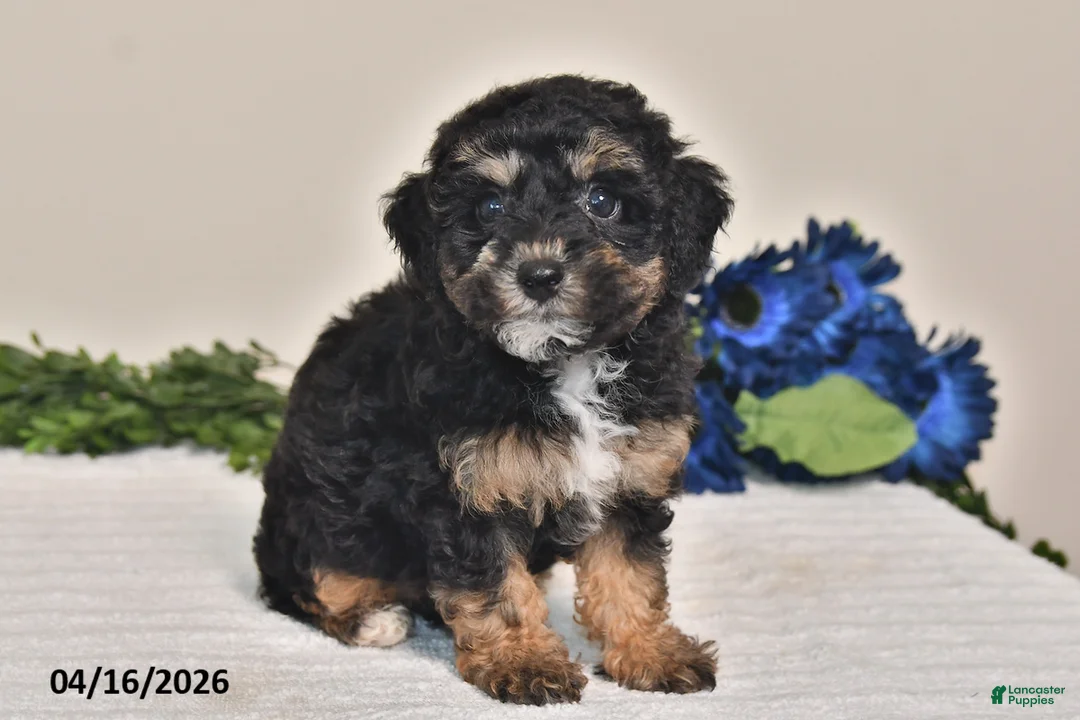 Miniature Poodle dogs for sale: Amber - Ad 2