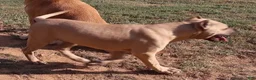 American Bully dogs for sale: American Bully 2 - Ad 3