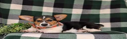 Welsh Corgi Pembroke dogs for sale: Blaze - Ad 7