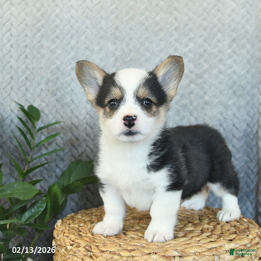 Welsh Corgi Pembroke dogs Princess  - Ad 2