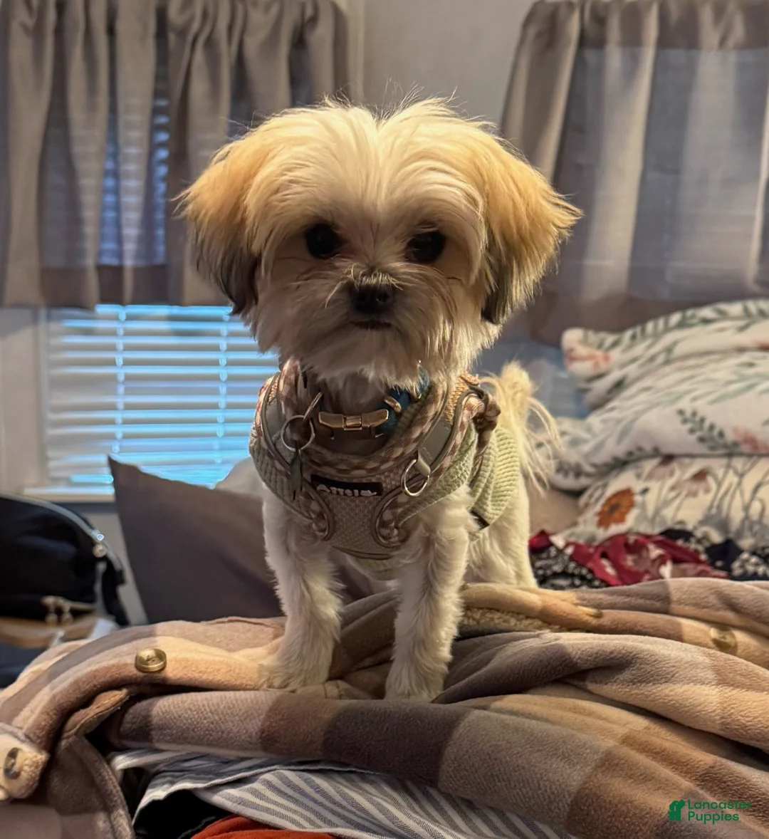 Yorkiepoo dogs for sale: Luca - Ad 1