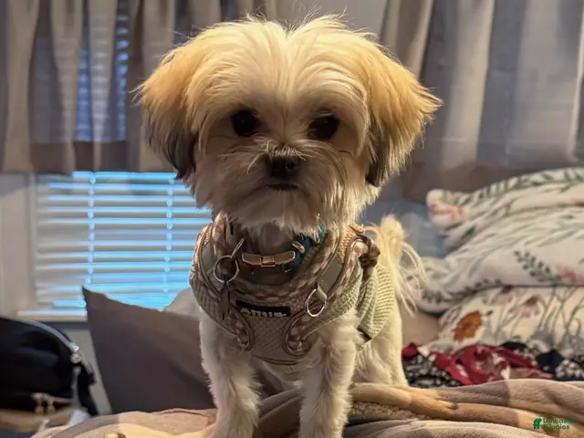 Yorkiepoo dogs for sale: Luca - Ad 8