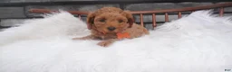 Cavapoo dogs for sale: Susie  - Ad 3