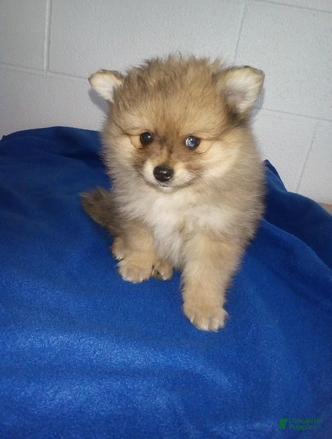 Pomeranian dogs for sale: Ollie - Ad 1