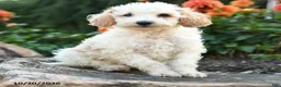 Mini Goldendoodle dogs for sale: Prince   - Ad 4